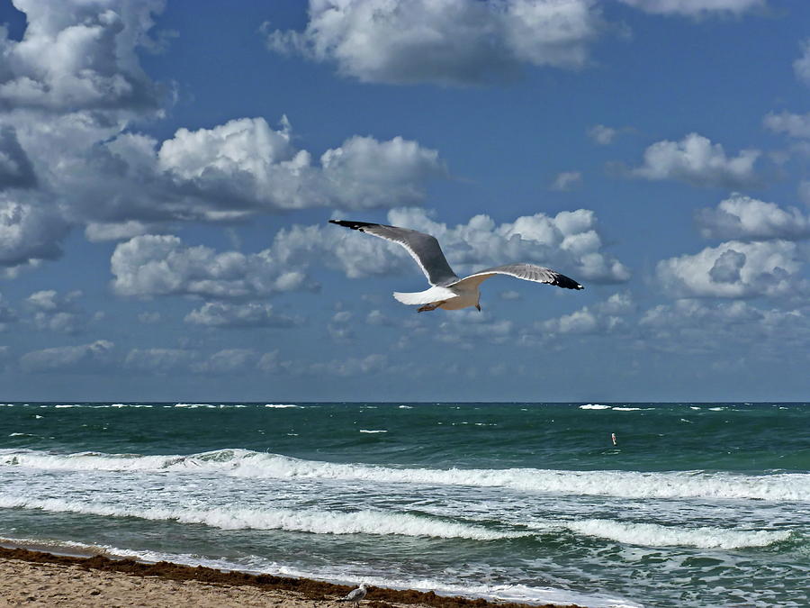  Flight over the Ocean Photograph by Lyuba Filatova