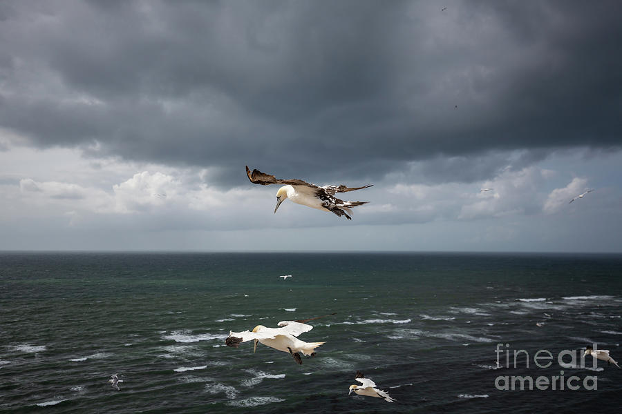 Flight Over The Sea Photograph by Eva Lechner