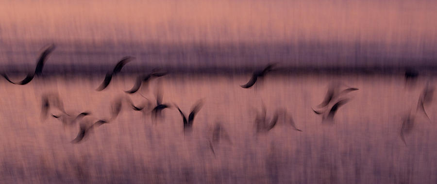 Abstract Photograph - Flight by Rasmus Abildgren