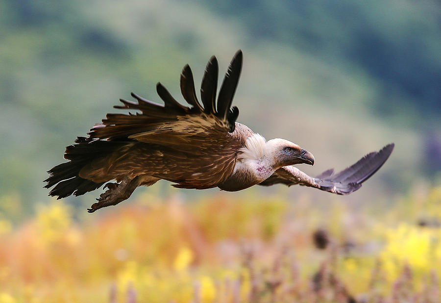 Vulture Photograph - Flight by Zhecho Planinski / ???? ????????? /