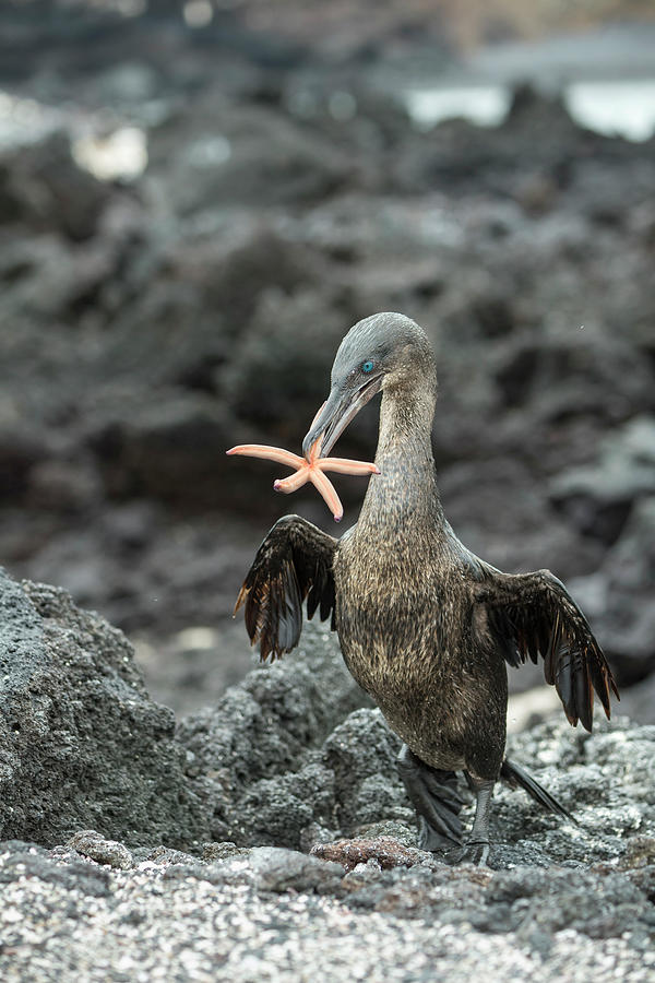 Flightless Cormorant Carrying Seastar Photograph by Tui De Roy