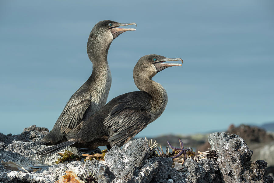 Flightless Cormorant Pair Photograph by Tui De Roy