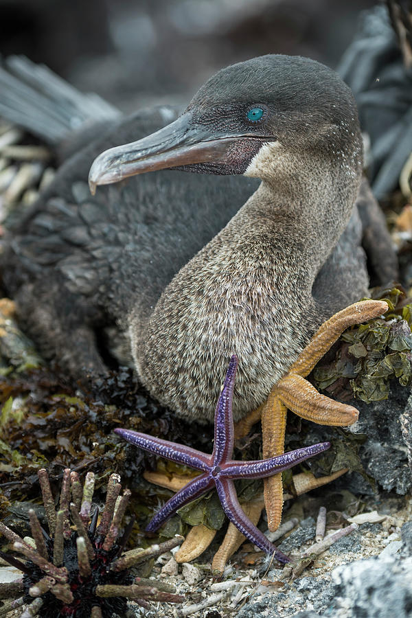 Flightless Cormorant Seastar Nest Photograph by Tui De Roy