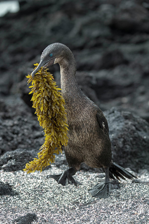 Flightless Cormorant With Nest Material Photograph by Tui De Roy