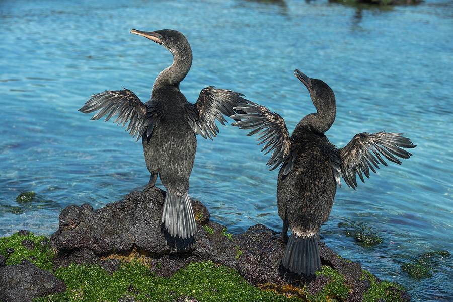 Flightless Cormorants Drying Wings Photograph by Tui De Roy