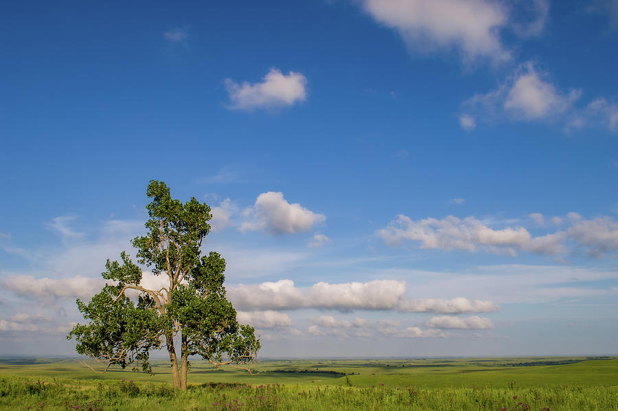 Flint Hills Cottonwood Photograph by Jeff Phillippi