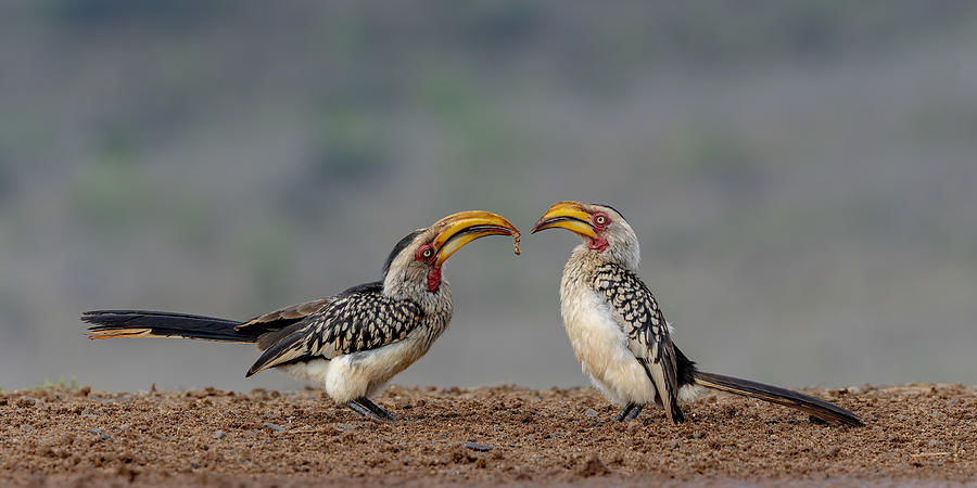 Nature Photograph - Flirting Hornbill by Alessandro Catta
