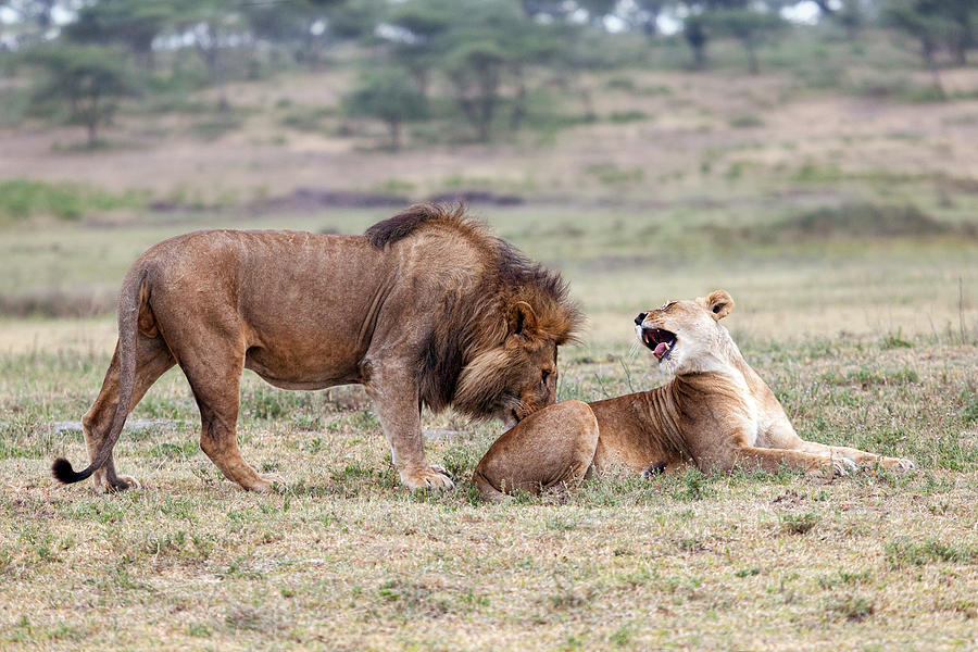 Lion Photograph - Flirting Lions by Alessandro Catta