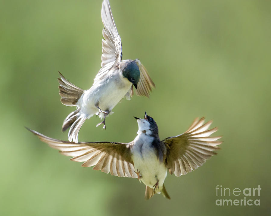 Flirting Swallows Photograph by Amy Porter