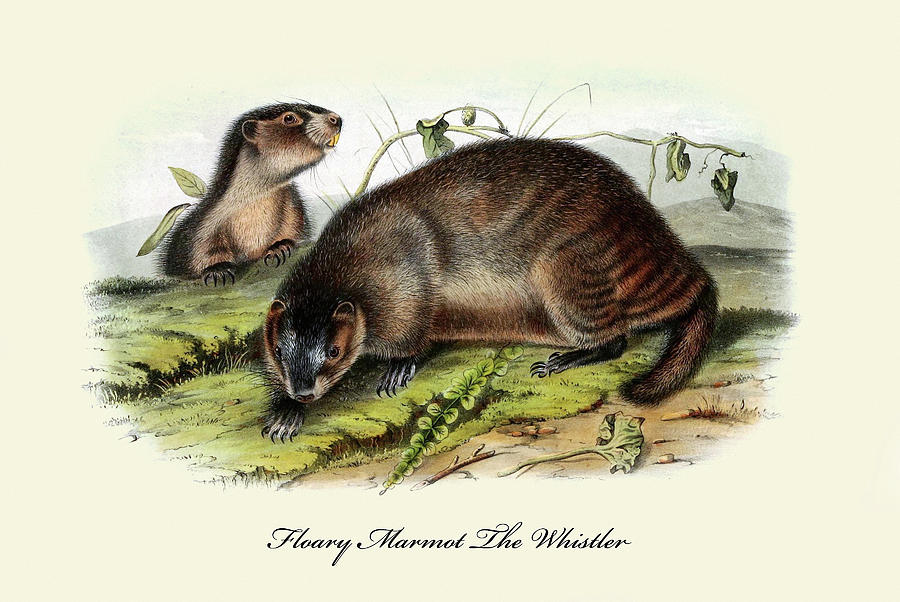 Floary Marmot The Whistler Painting by John Joseph Audubon