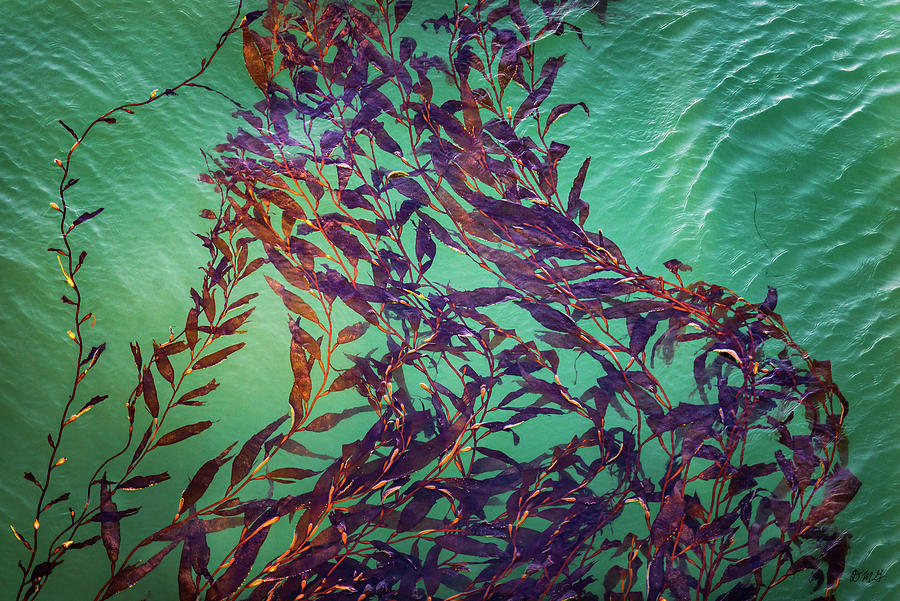 Nature Photograph - Floatin Kelp I Color by David Gordon