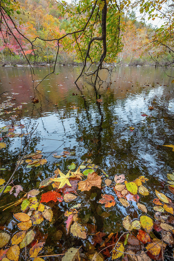 Floating Autumn Leaves  Photograph by Debra and Dave Vanderlaan