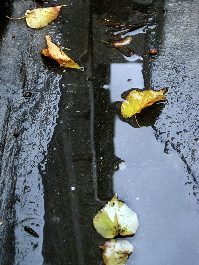 Floating Autumn Leaves Photograph by Jaeda DeWalt