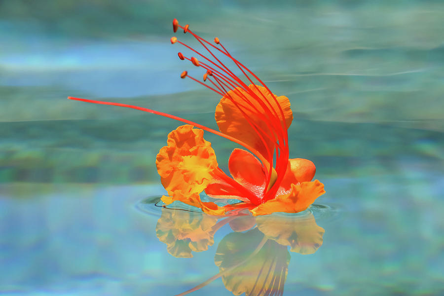 Floating Bird of Paradise 1 Photograph by Dawn Richards