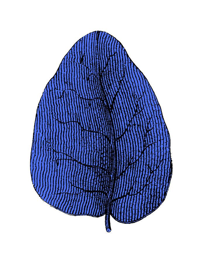 Vintage Mixed Media - Floating Blue Leaf I by Naxart Studio