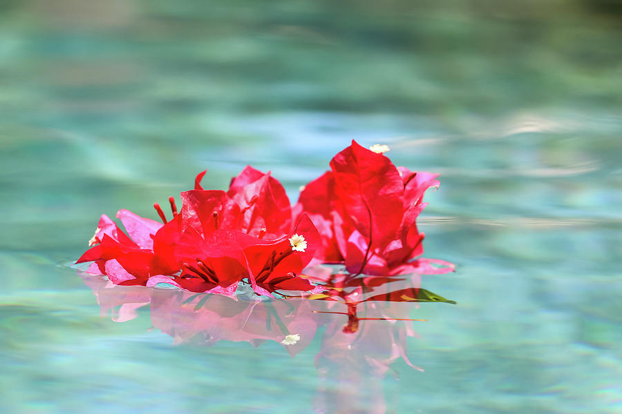 Floating Bouganvillea Photograph by Dawn Richards