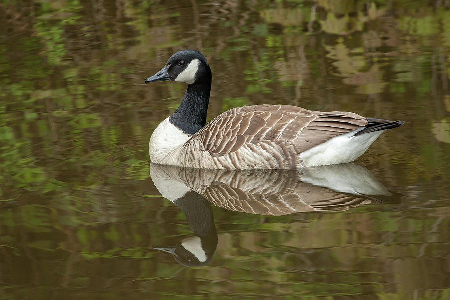 Floating Canada Goose and reflection Photograph by Roger Harrison ...