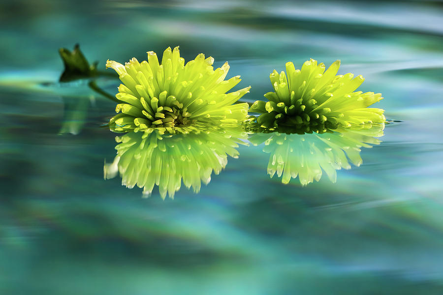 Floating Daisies 2 Photograph by Dawn Richards