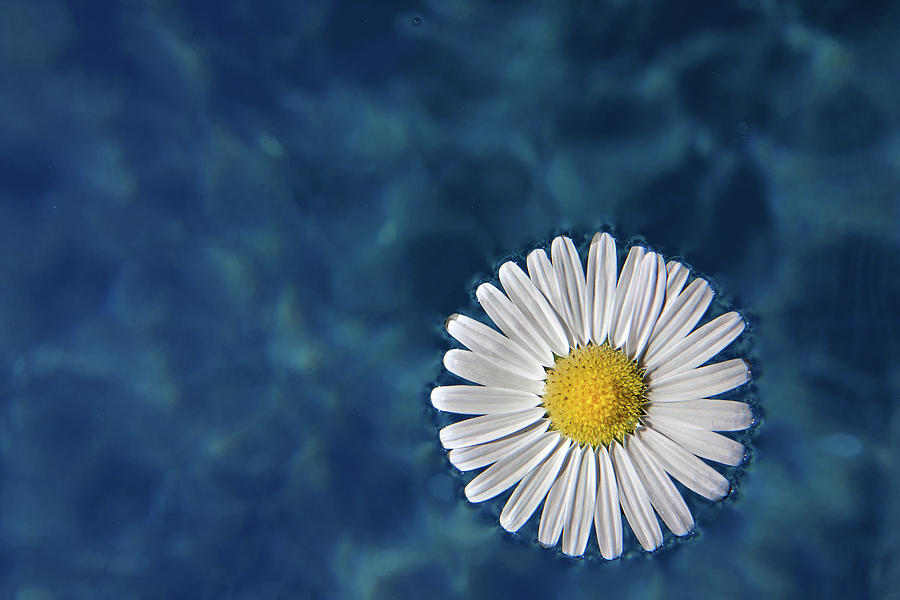 Floating Daisy Photograph by Andrea Mucelli