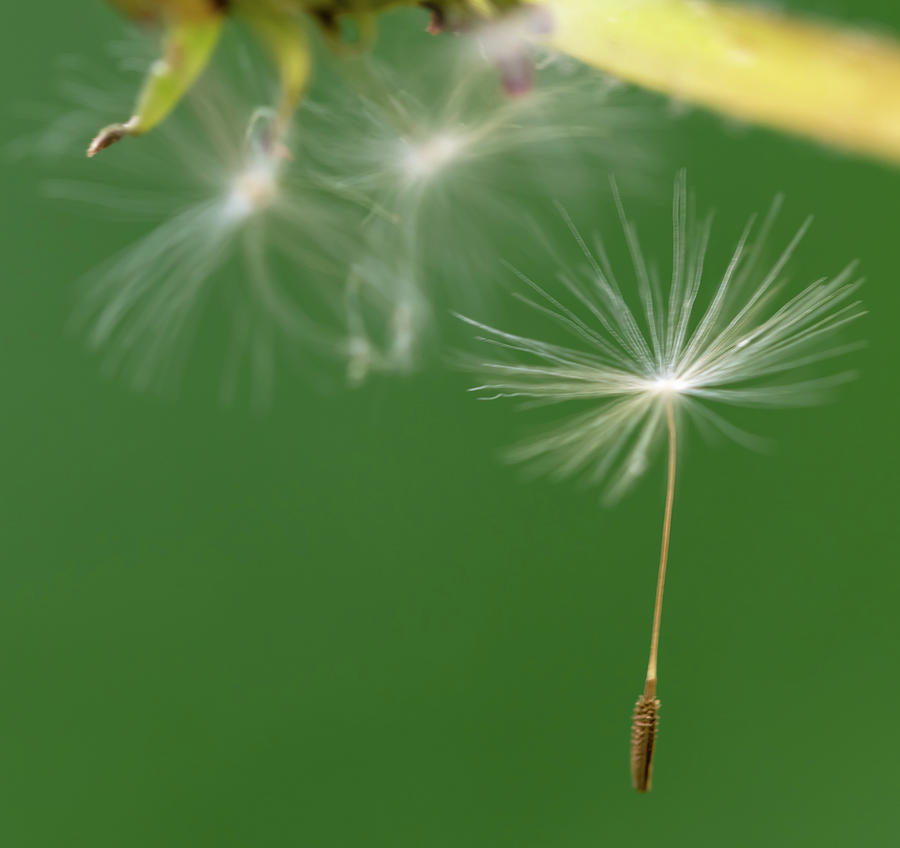 Nature Photograph - Floating Dandelion Seed by Laura Smith