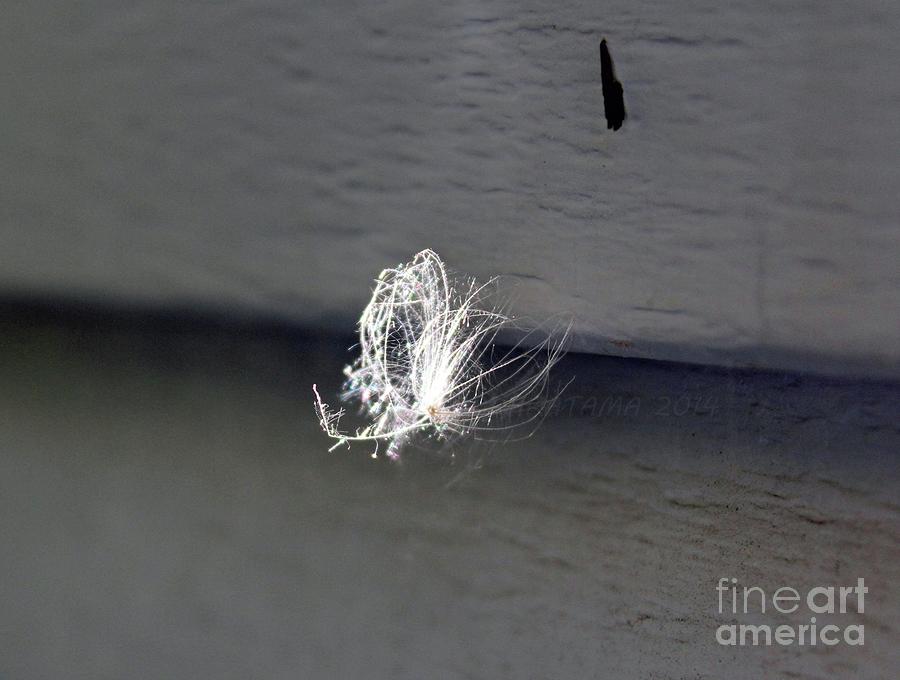 Floating Feather Photograph by Ann E Robson