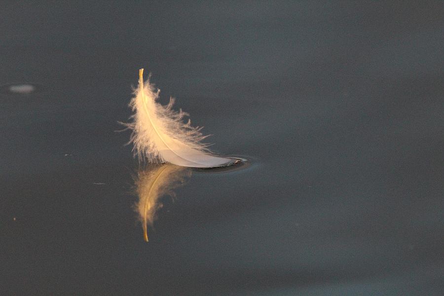 Floating Feather Photograph by Whitanie Kilian | Fine Art America