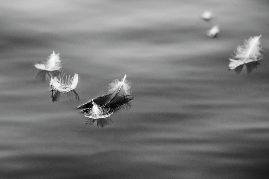 Floating feathers Photograph by Jason Hughes