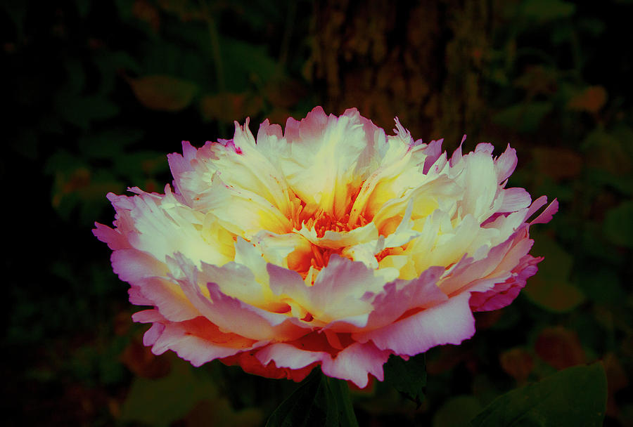 Floating Flower Photograph by Traci Asaurus - Fine Art America