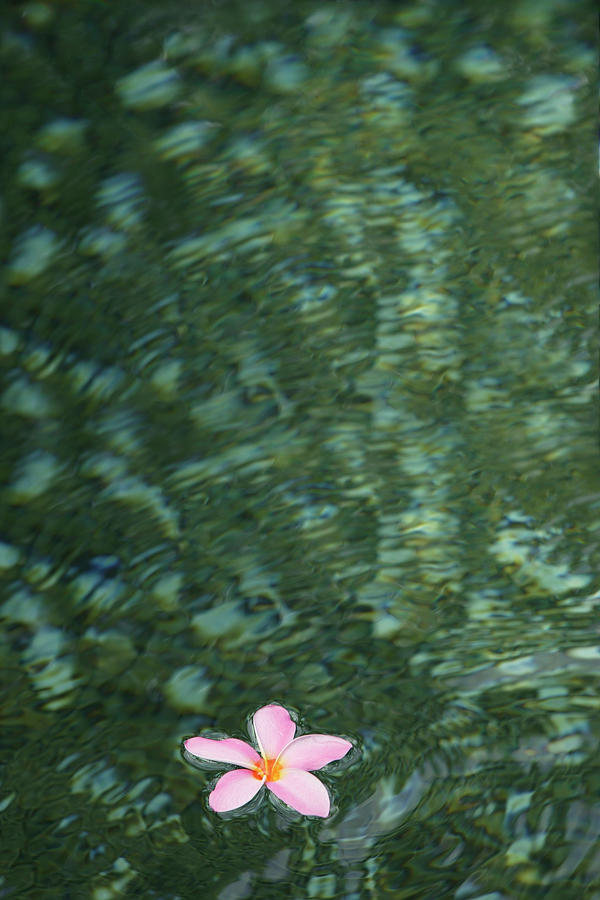 Floating Fringipani Flower Photograph by Asia Images