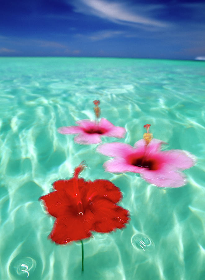 Background Photograph - Floating Hibiscus Blossoms, Roatan by Stuart Westmorland
