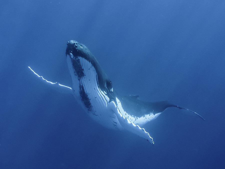 Floating Humpback Whale Photograph by Kerstin Meyer