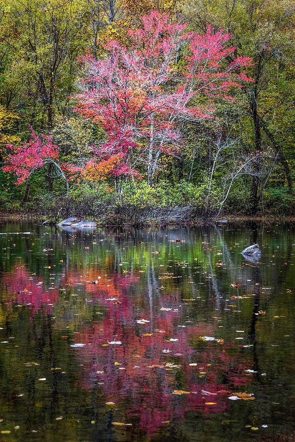 Floating in Autumn Photograph by Debra and Dave Vanderlaan