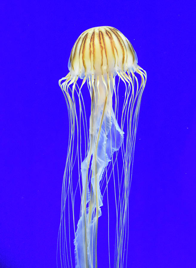 Floating Jellyfish Japanese sea Nettle Photograph by Christine Dekkers