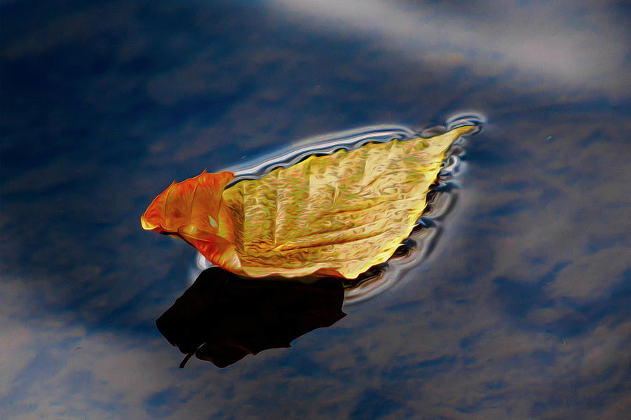 Floating Leaf Photograph by Chester Wiker - Fine Art America