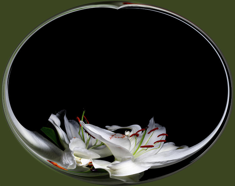 Floating Lily by Cyndy Doty Floating Lily by Cyndy Doty