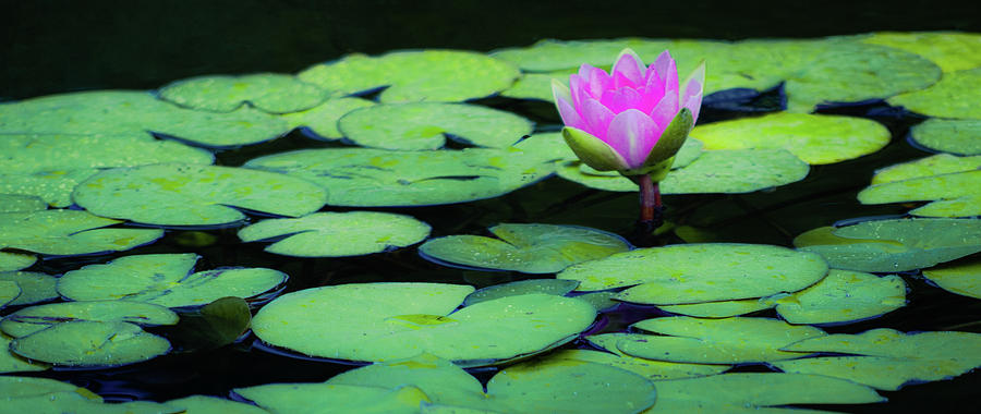 Floating Lotus Photograph by Don Schwartz