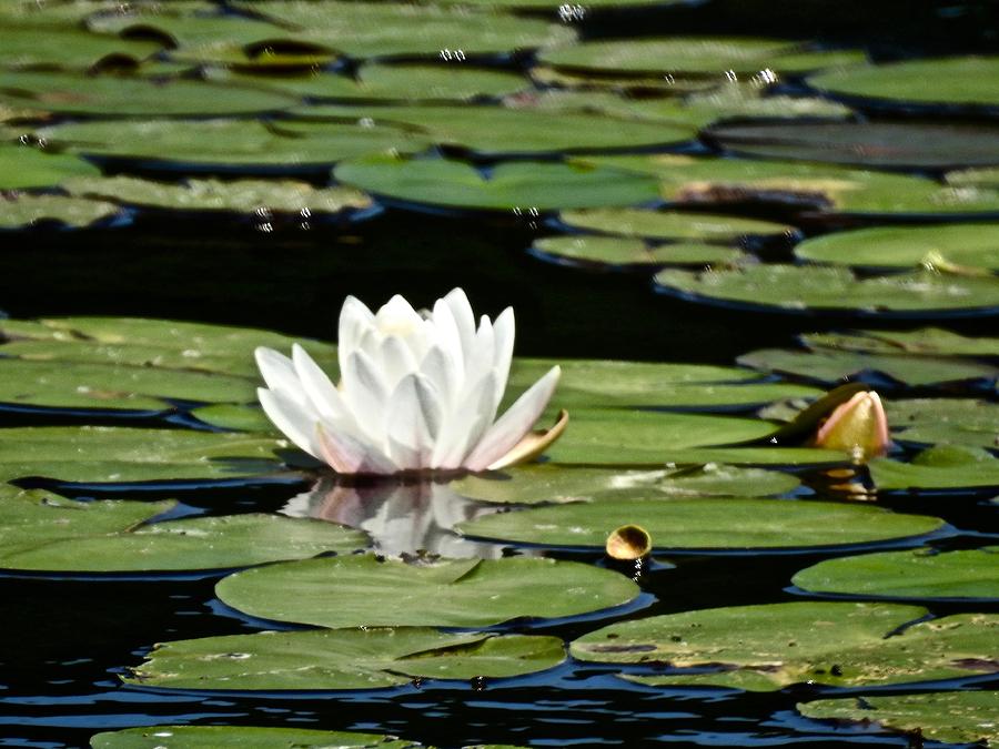 Floating Lotus Photograph by Kathy Ozzard Chism