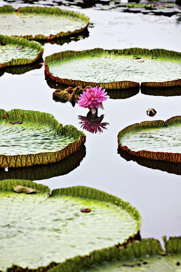 Nature Digital Art - Floating Lotus Leaves And Flower On Mekong River At Can Tho, Vietnam by Oanh