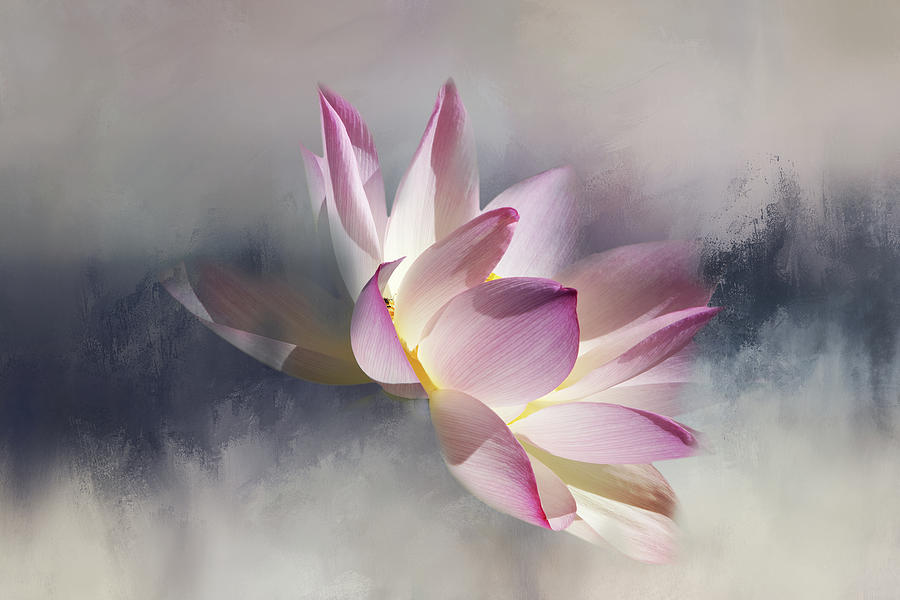Floating Lotus on Texture Digital Art by Terry Davis