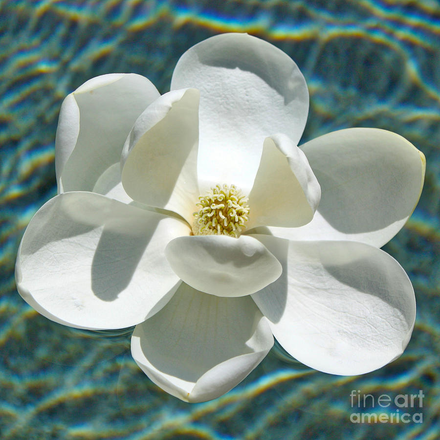 Floating Magnolia Square Photograph by Carol Groenen