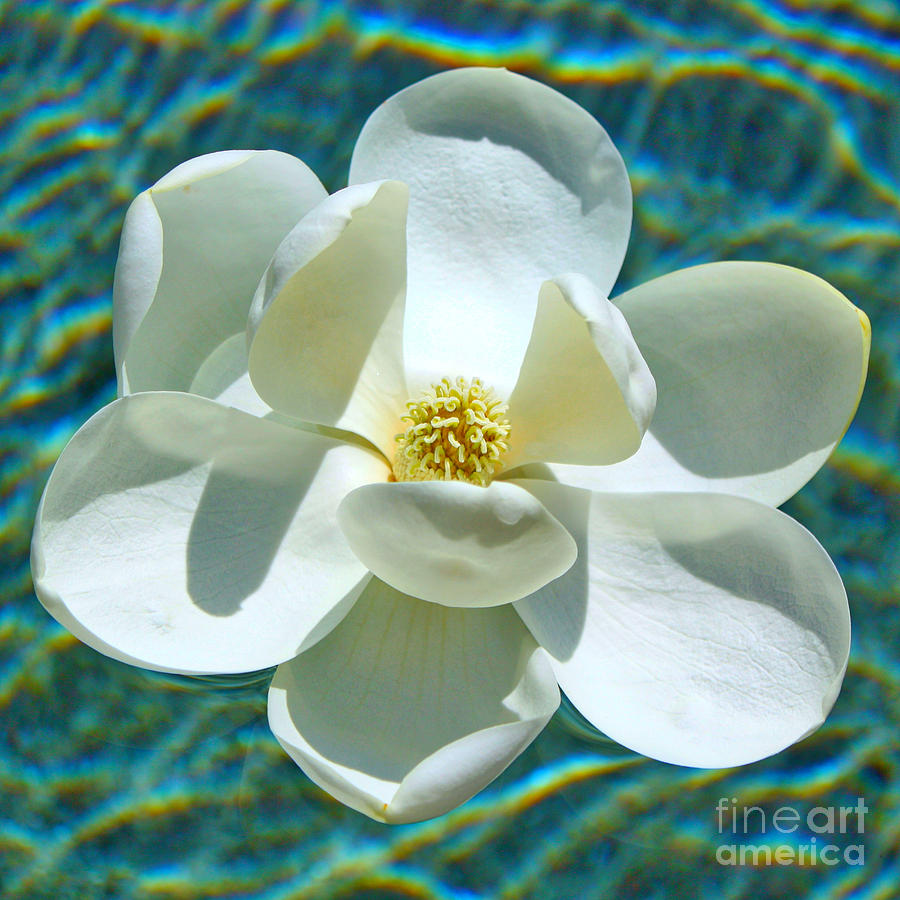 Floating Magnolia Square Vibrant Aqua Photograph by Carol Groenen