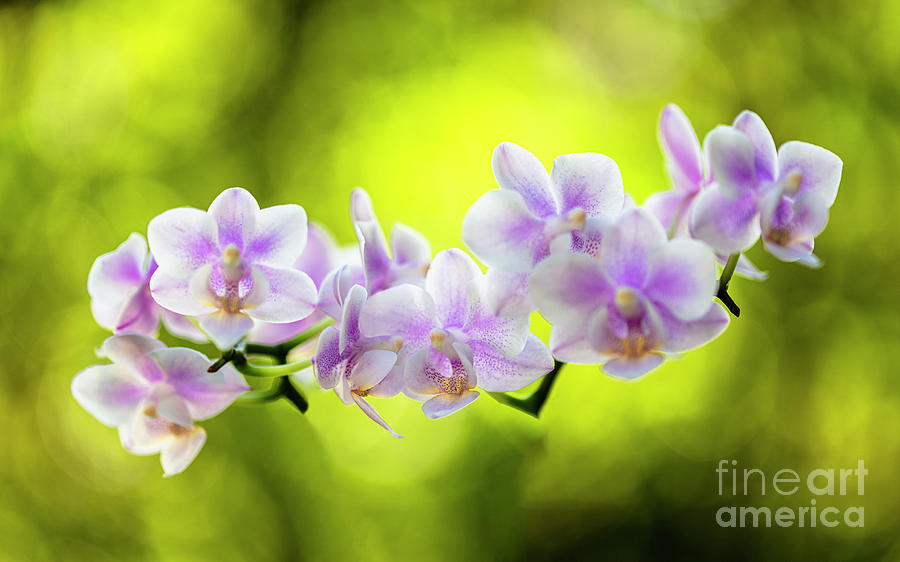 Floating Orchids Photograph by Raul Rodriguez