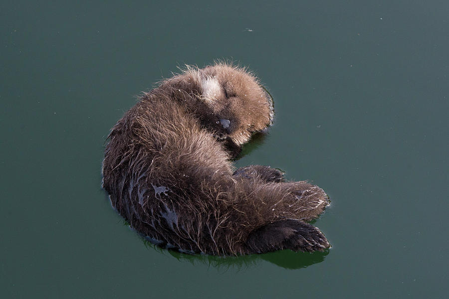 Floating Otter Pup Photograph by Suzi Eszterhas