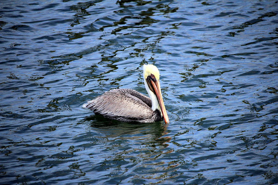 Floating Pelican Photograph by Cynthia Guinn