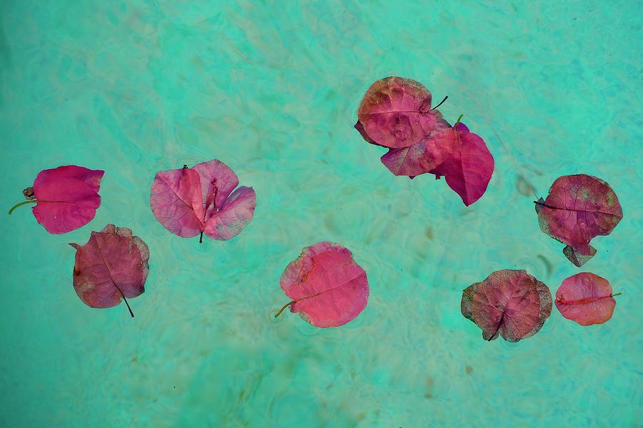 Floating Pink Petals 2 Photograph by Alida M Haslett
