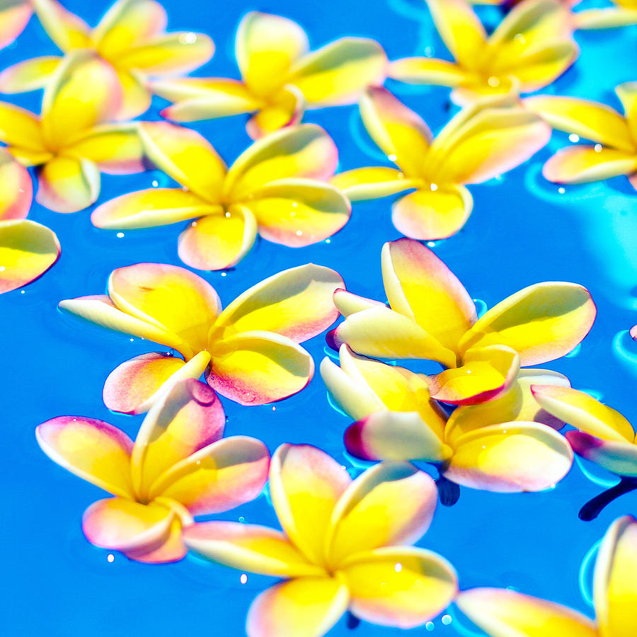 Floating Plumeria Party Photograph by Angelina Hills