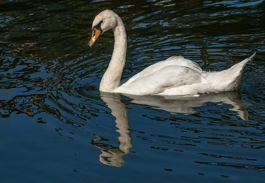 Floating Swan Photograph by Jean Noren