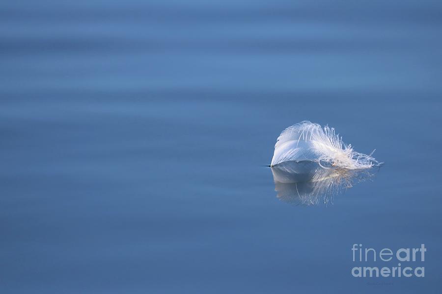 Floating White Delicate Feather Photograph by Sandra Huston