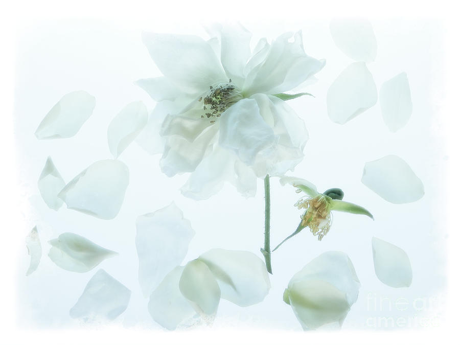 Flower Digital Art - Floating White Rose Petals by Ella Kaye Dickey