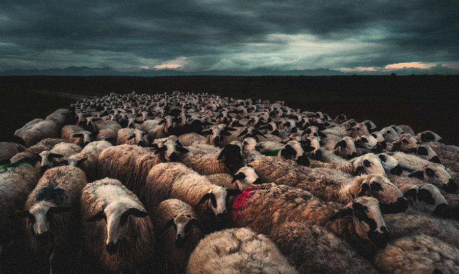 Animal Photograph - Flock At Sunset by Juanjo Mediavilla
